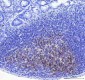 Anti-BOB1 Monoclonal Antibody